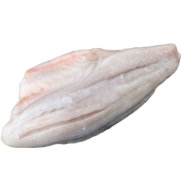 Fish 鱼类