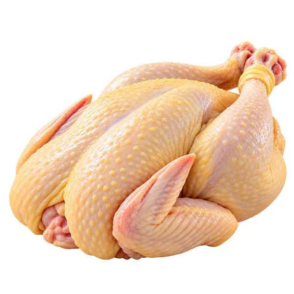 Halal Fresh Kampong Chicken 新鲜甘榜鸡